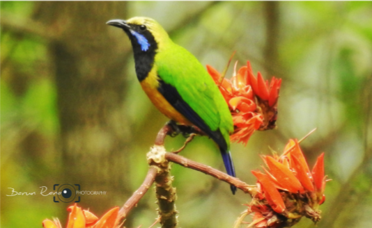 Orange Bellied Leafbird